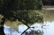 288-Delta del Danubio,7 agosto 2011